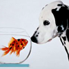 fishface's Avatar