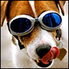 piggy99's Avatar